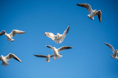 Low angle view of bird flying against clear blue sky