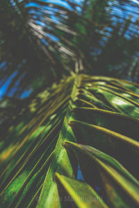 Close-up of green leaves on plant