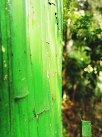 Close-up of green leaf