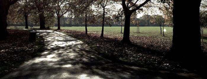 Trees in park