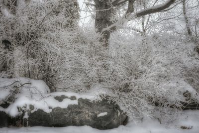 Close-up of trees during winter