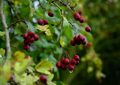 Close-up of berries growing on tree