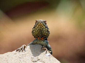 Close-up of butterfly perching on rock