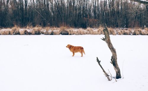 Dog on field during winter