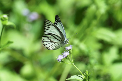 Close-up of butterfly pollinating on purple flower