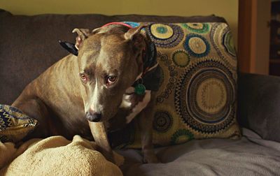 Close-up of dog lying on sofa