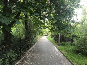 Road amidst trees in park