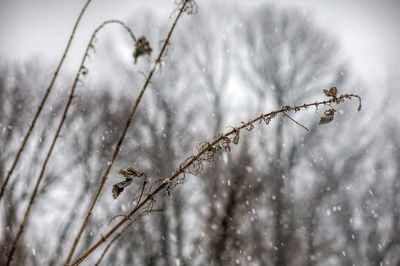 Low angle view of snow on tree against sky