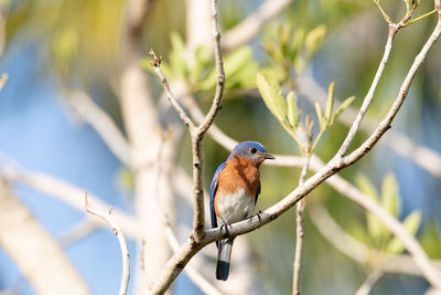 Close-up of bird perching on branch