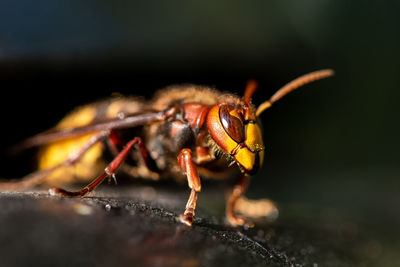 Close-up of bee