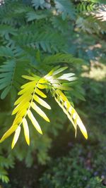 Close-up of plant