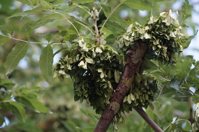 Close-up of fresh green plant