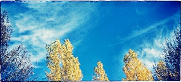 Low angle view of bare trees against blue sky