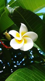 Close-up of frangipani blooming outdoors