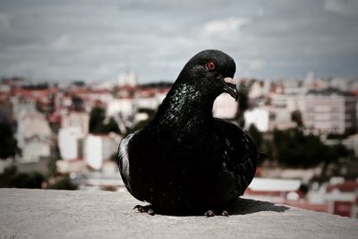 Close-up of black bird perching on retaining wall