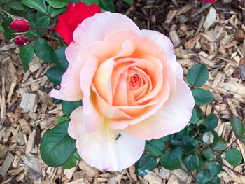 Close-up of pink rose