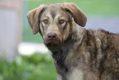 Close-up portrait of dog looking at camera