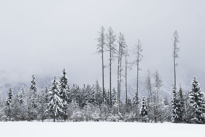 Bare trees on field against clear sky during winter