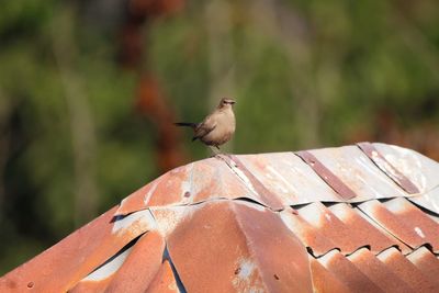 Close-up of bird perching on feeder