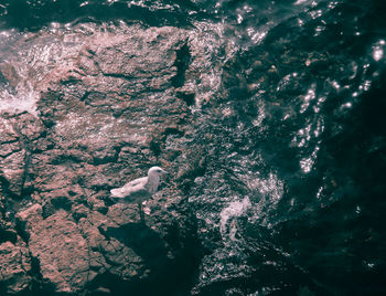 High angle view of bird perching on rock at beach