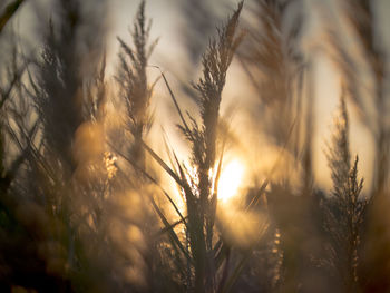 Close-up of wheat growing on field against sky