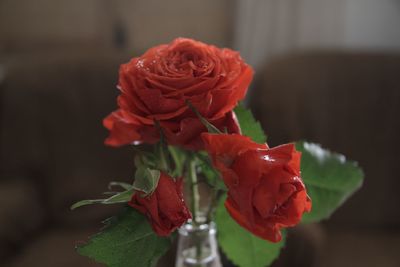 Close-up of red flower