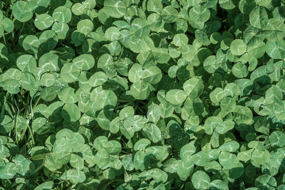 Full frame shot of plants growing on field