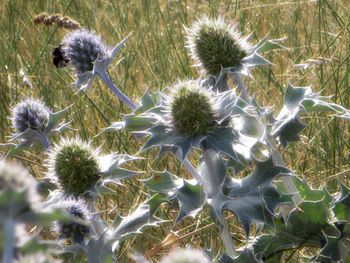 High angle view of flowering plants on field