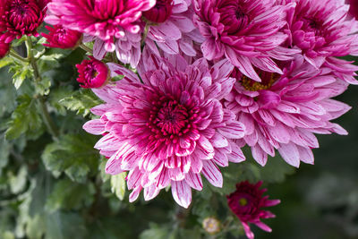 Close-up of pink dahlia flowers
