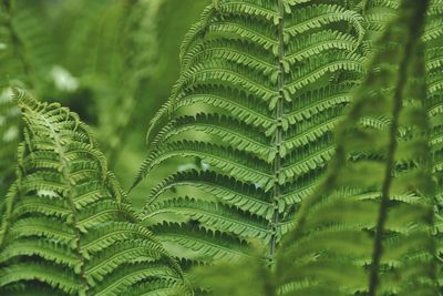 Close-up of ferns