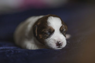 Close-up of puppy resting
