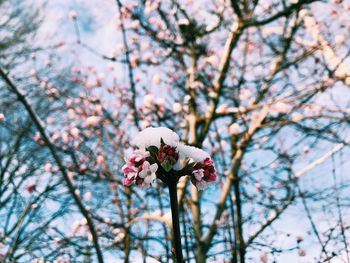 Low angle view of pink cherry blossoms in spring