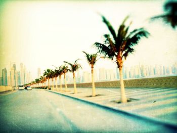 Empty road along trees