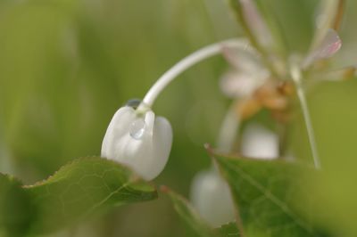 Close-up of flowers