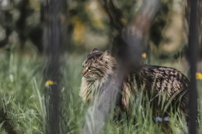 View of a cat looking away