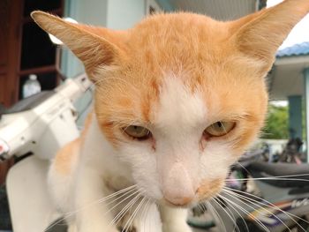 Close-up portrait of a cat