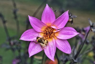 Close-up of bee pollinating flower