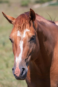 Close-up of a horse in the field