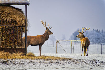 Deer on snow covered land