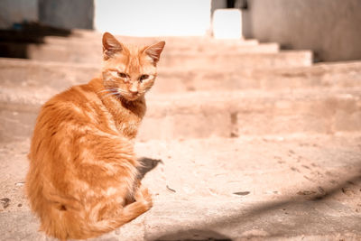 Cat looking away