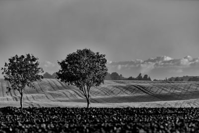 Trees on field against sky