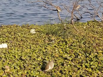 High angle view of plants in lake