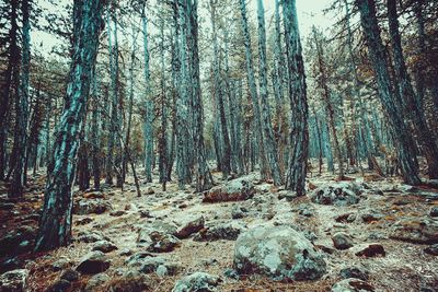 Trees in forest