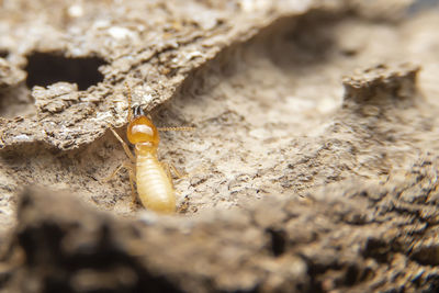 Close-up of insect on rock