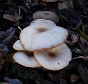 Close-up of mushrooms