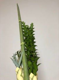 Close-up of succulent plant against white background