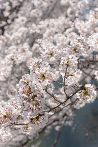 Close-up of white cherry blossom tree