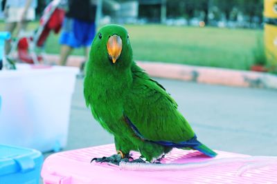 Close-up of parrot perching on leaf