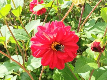 Close-up of bee on red flower