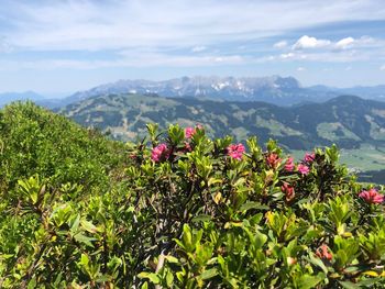 Scenic view of flowering plants against cloudy sky